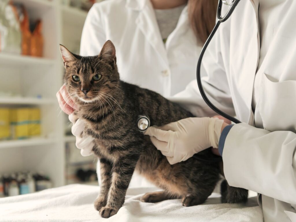 From Scripts to Scratches: The Growing Role of Independent Pharmacies in Veterinary Medications