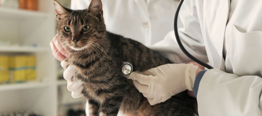 From Scripts to Scratches: The Growing Role of Independent Pharmacies in Veterinary Medications
